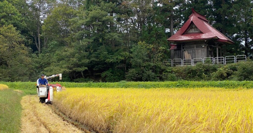 お米の収穫の様子